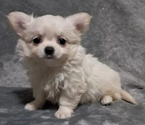 Chihuahua macho de pelo curto ou longo com vacina