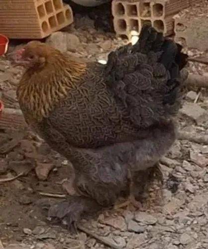 Galinha brahma perdiz