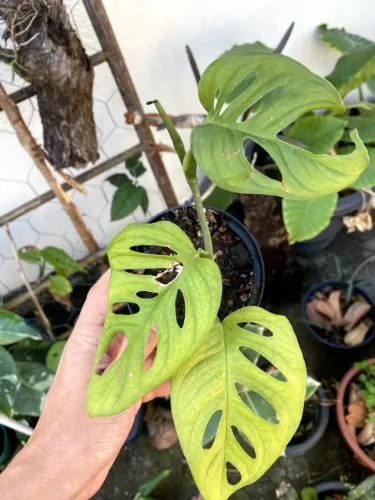 Folhagens raras - plantas de interior