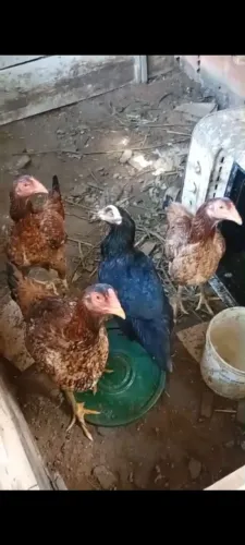Vendo 4frangas e1 frango 3franguinha