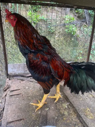 Vendo galinhas e patos e marrecos 