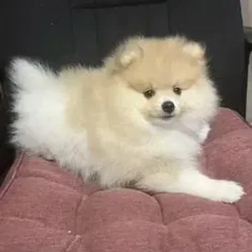 Spitz Alemão,Spitz Alemão Filhote Vacinado e Vermifugado