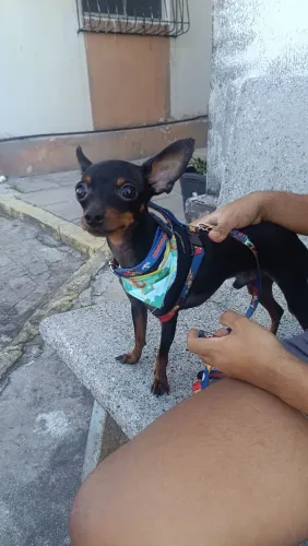 Pinscher mini