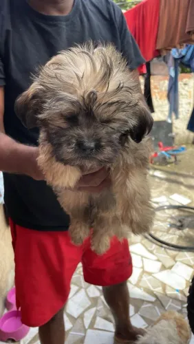 Vendo cachorro ?