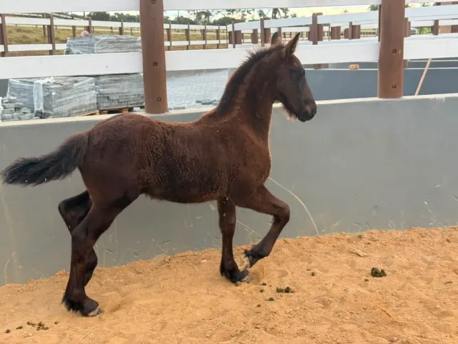 POTROS MACHOS FRIESIAN DISPONÍVEIS PARA VENDA
