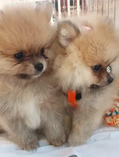 Lulu da pomerania anao