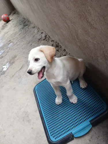 Doação de cachorro sem raça definida