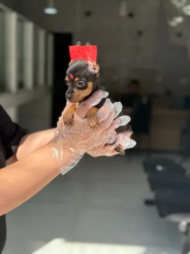 Pinscher fofinha com pedigree e toda segurança que você procura!