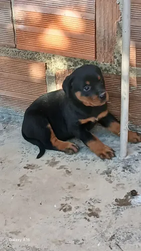  filhotes de Rottweiler 