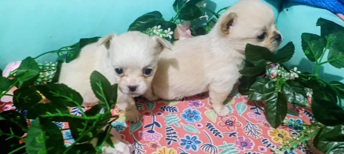Chihuahuas a partir de 2500,00