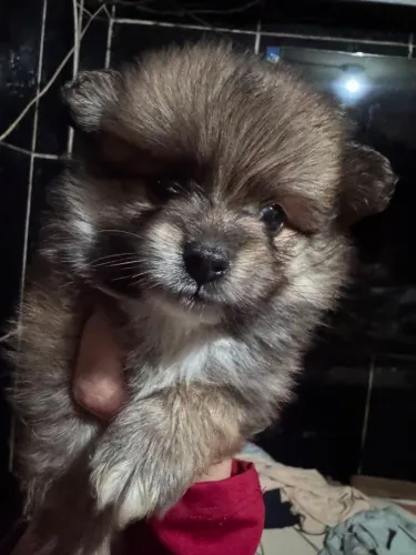Lindo filhote de spitz alemão macho