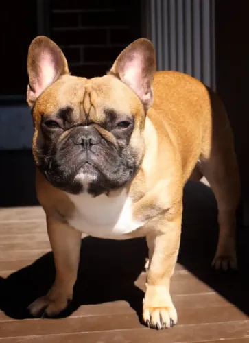 Doação de Bulldog Francês