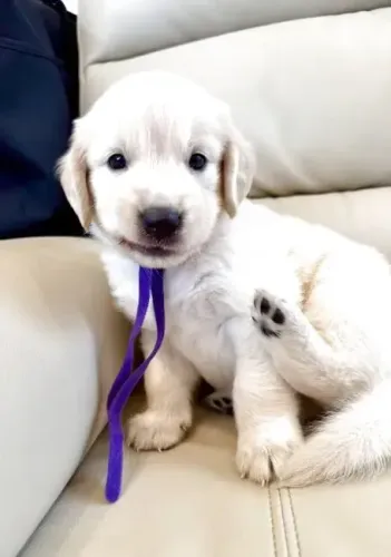 Filhote de cachorro Golden Retriever amorosos e bem cuidados