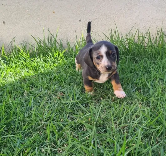 Filhote Salsicha _ Basset