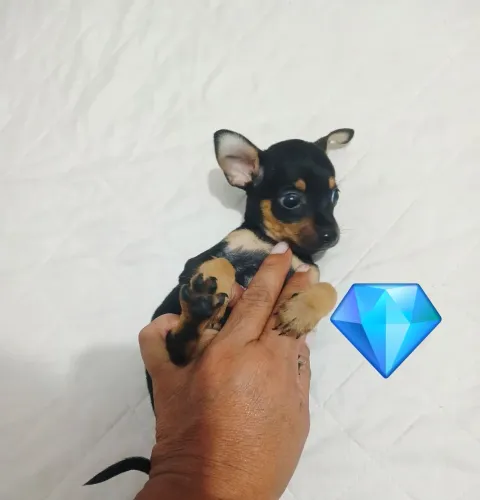 Pinchi macho n 0 com n 1