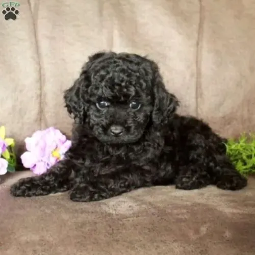 Poodle Macho/Fêmea - Disponível Hoje
