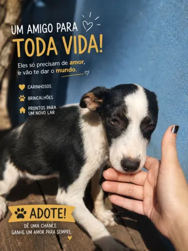 Adoção responsável 