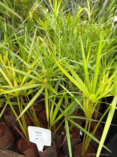 Muda de Buriti