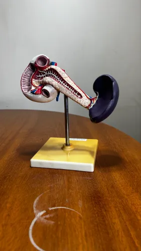 Modelo Anatômico 