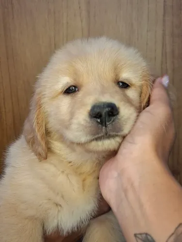 Golden retriever filhotes