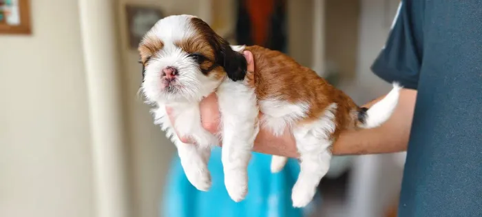 Shitzu mini