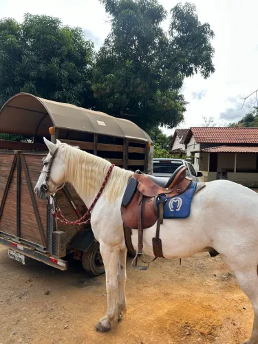 Cavalo Marcha Picada Mangalarga Machador 