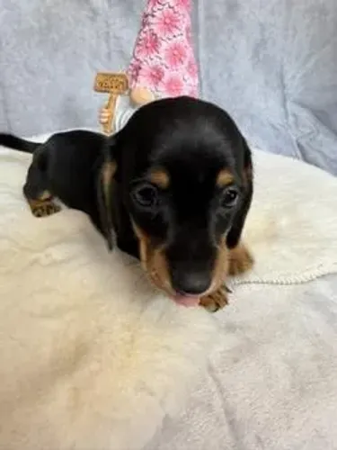 Dachshund,Dachshund Filhote Saudável com Perfil Carinhoso e Ótima Companhia