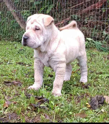 Shar pei fêmea branca