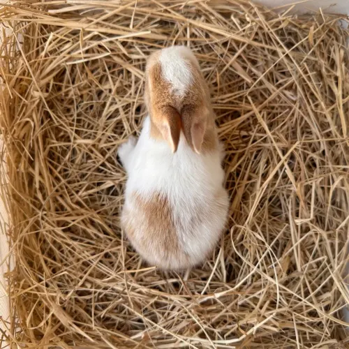 Filhotes de coelhos