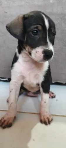 Filhote de cachorro para adoção responsável
