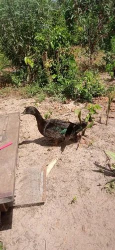 Vendo marreco misturado com patori