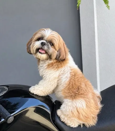 Shih Tzu para doação