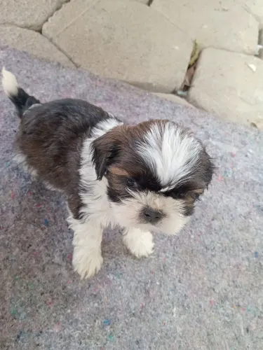 Shihtzu