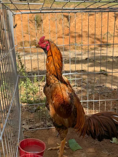 Galo índio 