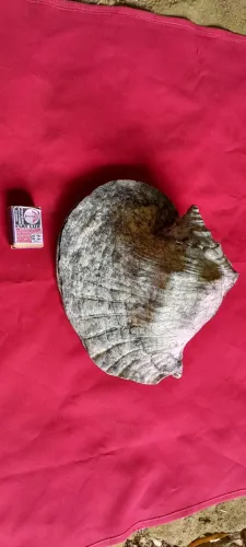 Concha caramujo do mar gigante
