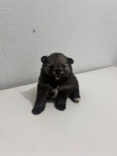 Spitz Alemão lulu da Pomerânia com Pedigree