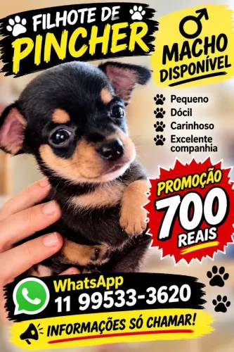Pinscher macho disponível