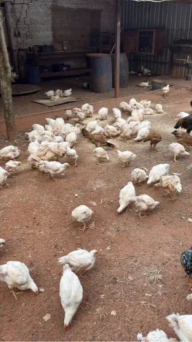 frango  com 37 dias 