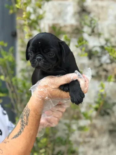 Pug Saudável com Garantia de Saúde em Contrato