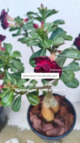 Rosa do deserto negra porte maior