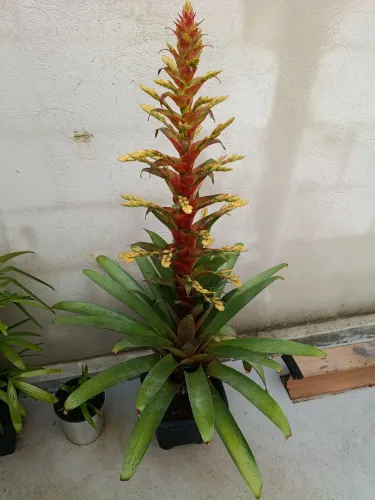 Bromélia adulta com floração vermelha - Planta ornamental