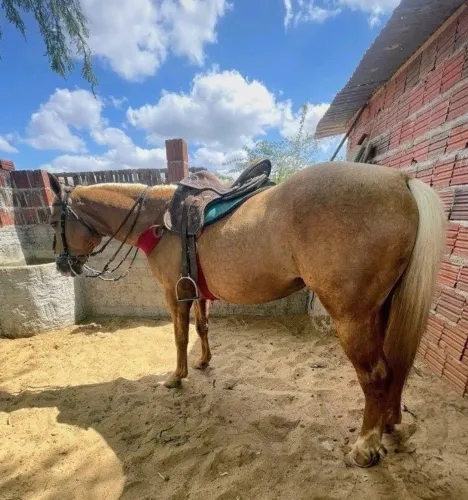 Cavalo de esquerda com 7 anos (puro sem papel)