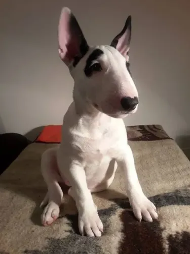Bull Terrier Inglês Carinho que acompanha seus dias
