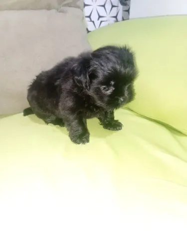 Filhote linda fermea Black solida mini
