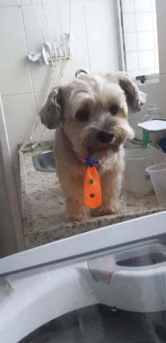 Banho e Tosa a domicílio