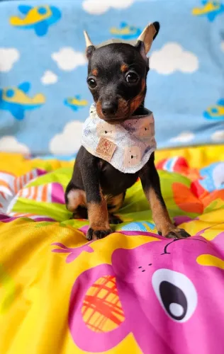 Filhotes Pinscher/Pincher/Pinsher/Pintier temperamento alegre e carinhoso