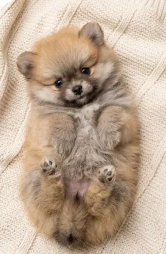 Fêmea Lulu da pomerania