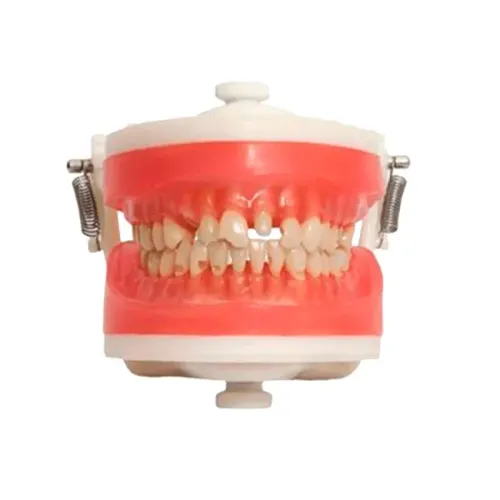 Manequim Top Materiais Dentários PD101 - Pronew