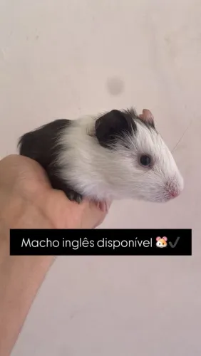 Porquinhos da índia inglês - filhotes disponíveis