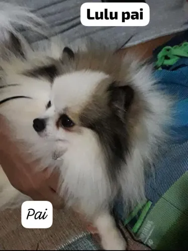 Lulu para cruza